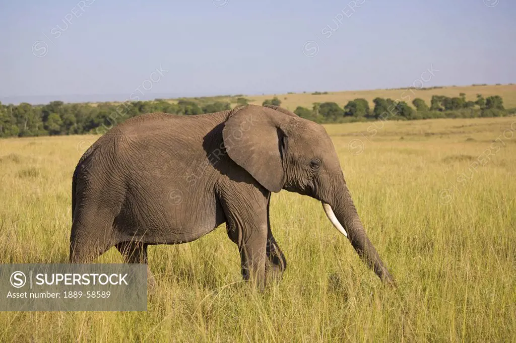 African elephant wandering through the long grass of the Masai Mara, Kenya
