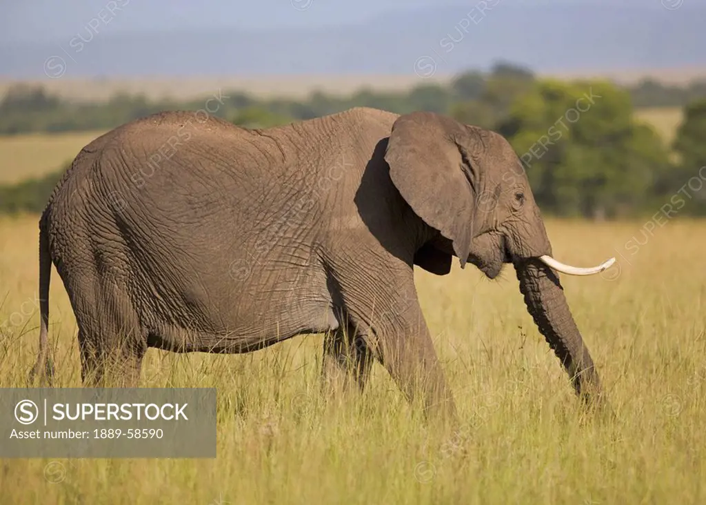 African elephant wandering through the long grass of the Masai Mara, Kenya, East Africa