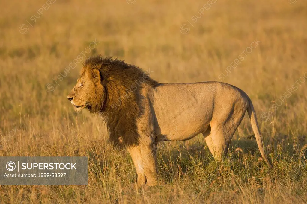 Male lion looking for prey, Masai Mara, Kenya, East Africa