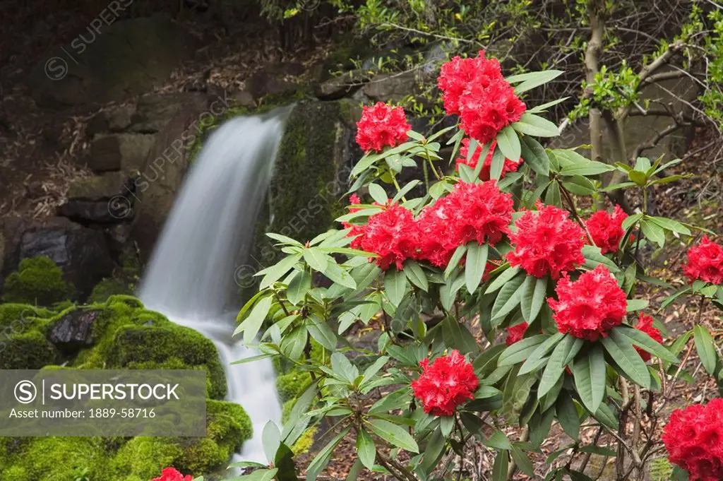 Red rhododendrons with waterfall