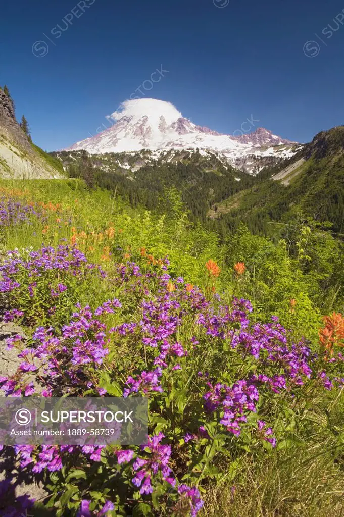 Alpine wildflowers