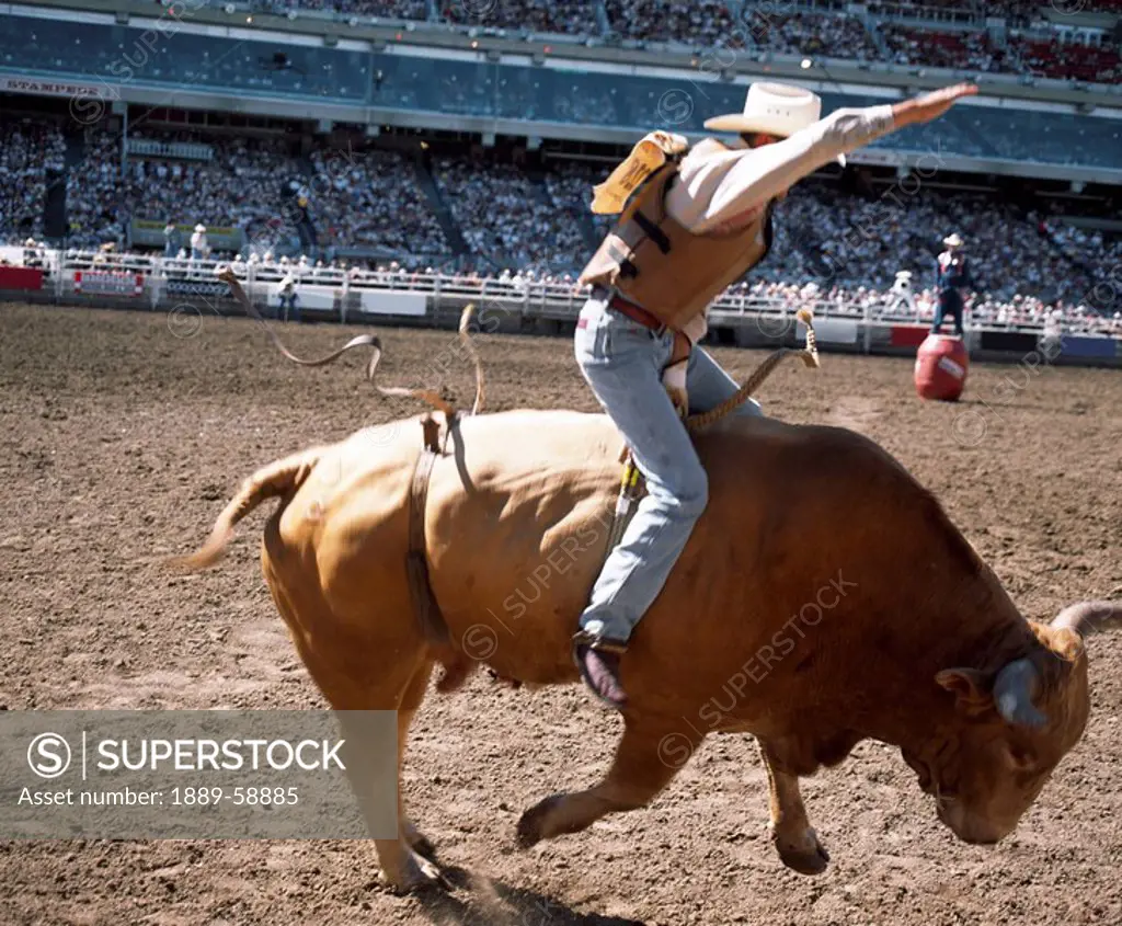 Bull rider, Calgary Stampede, Calgary, Alberta, Canada