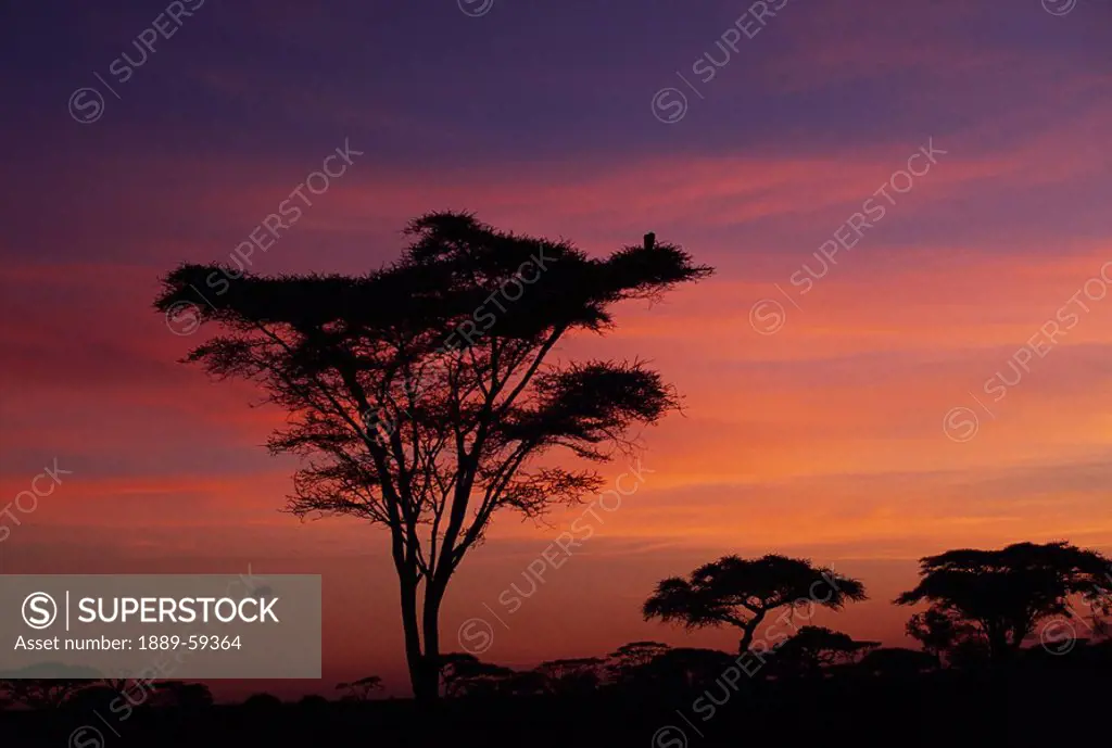Acacia trees at sunrise in Serengeti National Park, Tanzania, Africa
