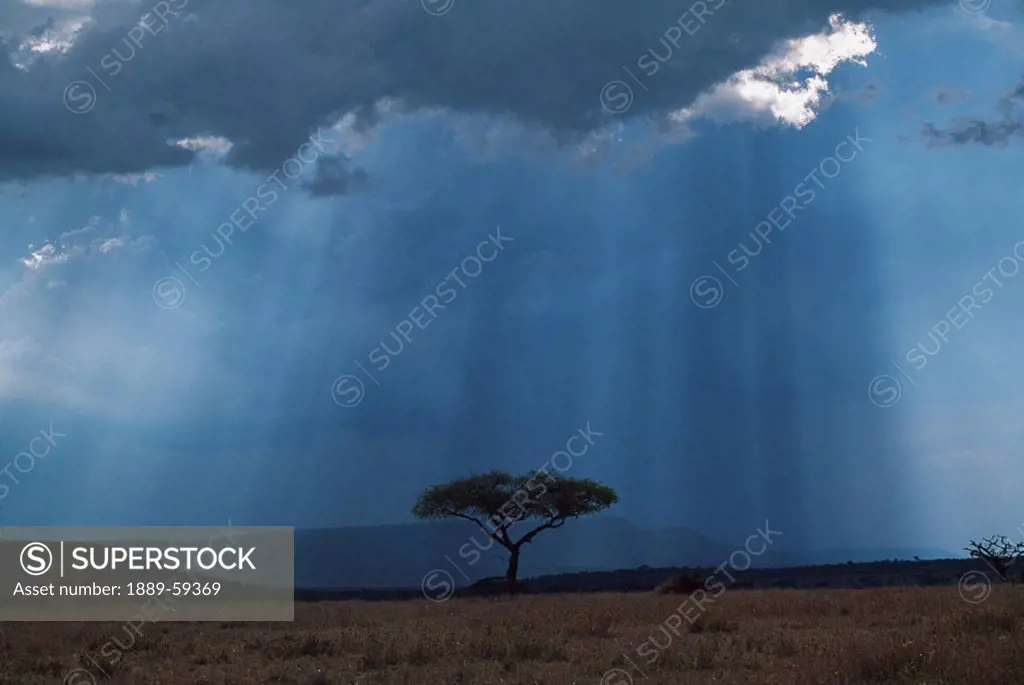 Sunbeams pass through storm cloud with acacia tree isolated in grassland, Africa
