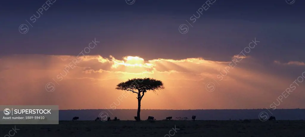 An Acacia tree and wildebeest under a sunset, Kenya, Africa