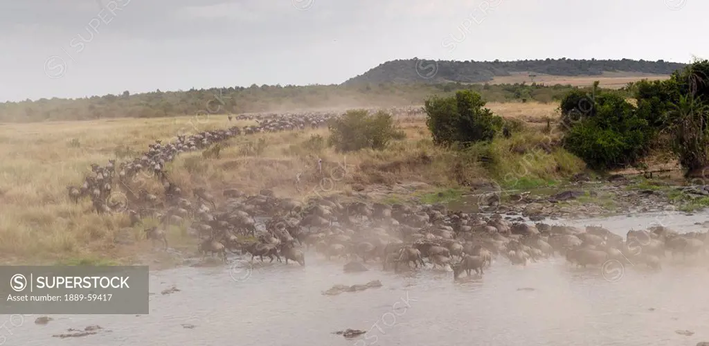 Wildebeest, Kenya, Africa