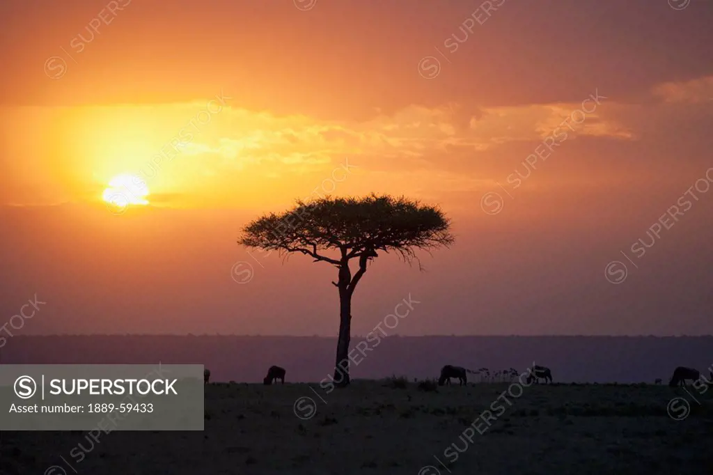 Acacia trees at sunset, Mara River, Maasai Mara, Kenya, Africa