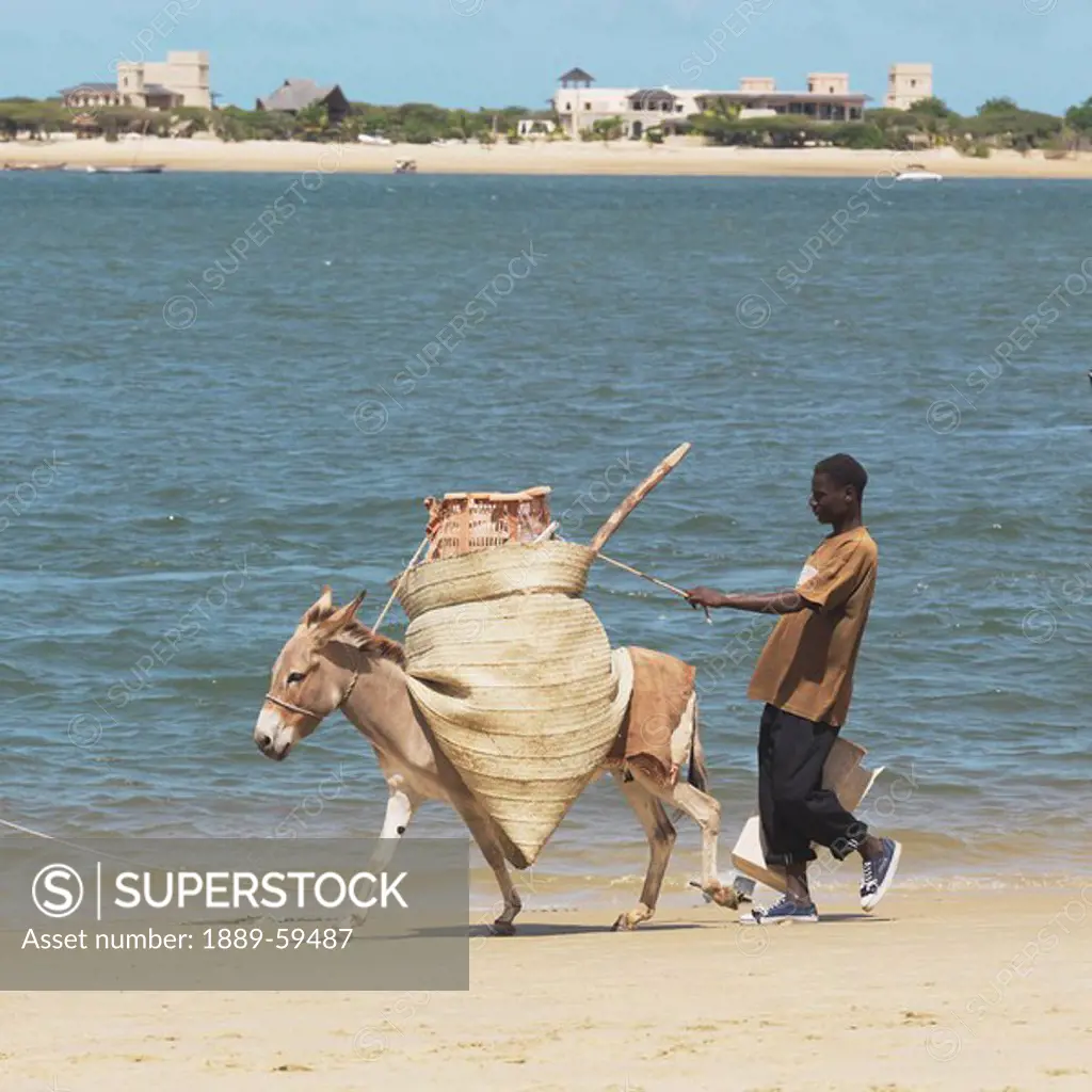 Man and donkey with load, Kenya, Africa