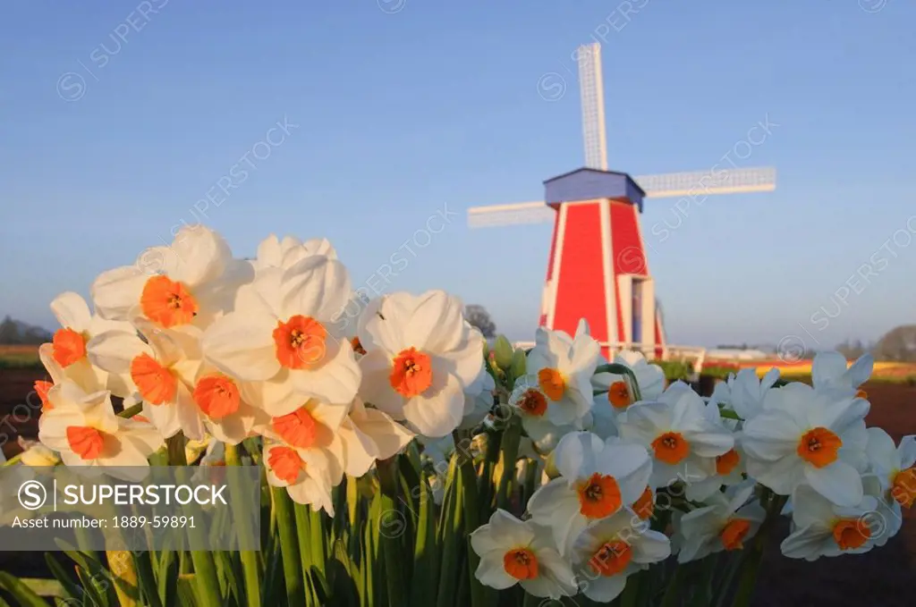 Woodburn, Oregon, United States Of America, Daffodils And A Windmill At Wooden Shoe Tulip Farm