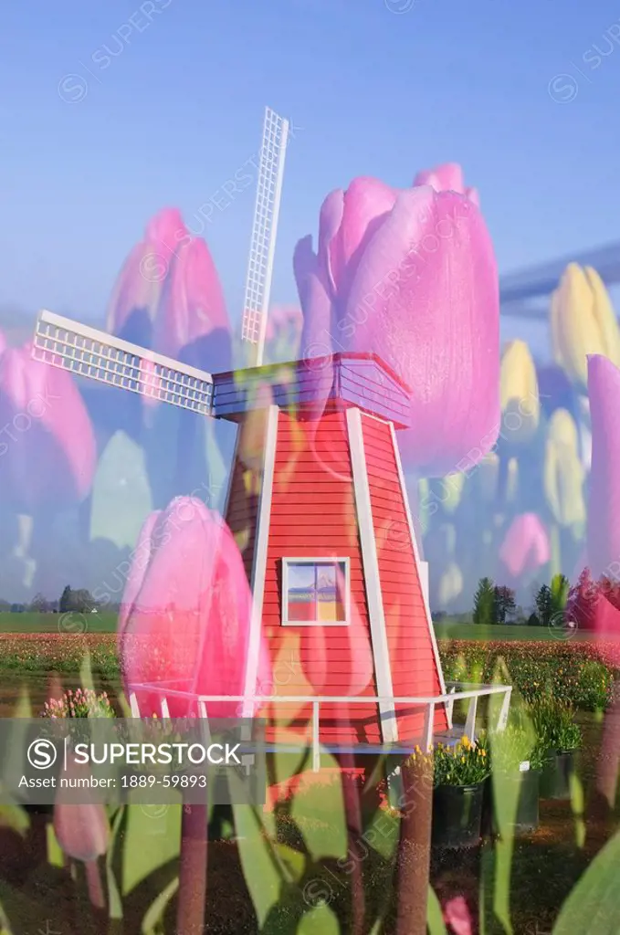 Woodburn, Oregon, United States Of America, Tulips And A Windmill At Wooden Shoe Tulip Farm