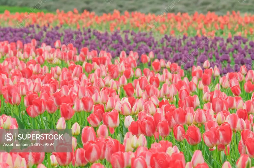Woodburn, Oregon, United States Of America, Tulips In A Field At Wooden Shoe Tulip Farm