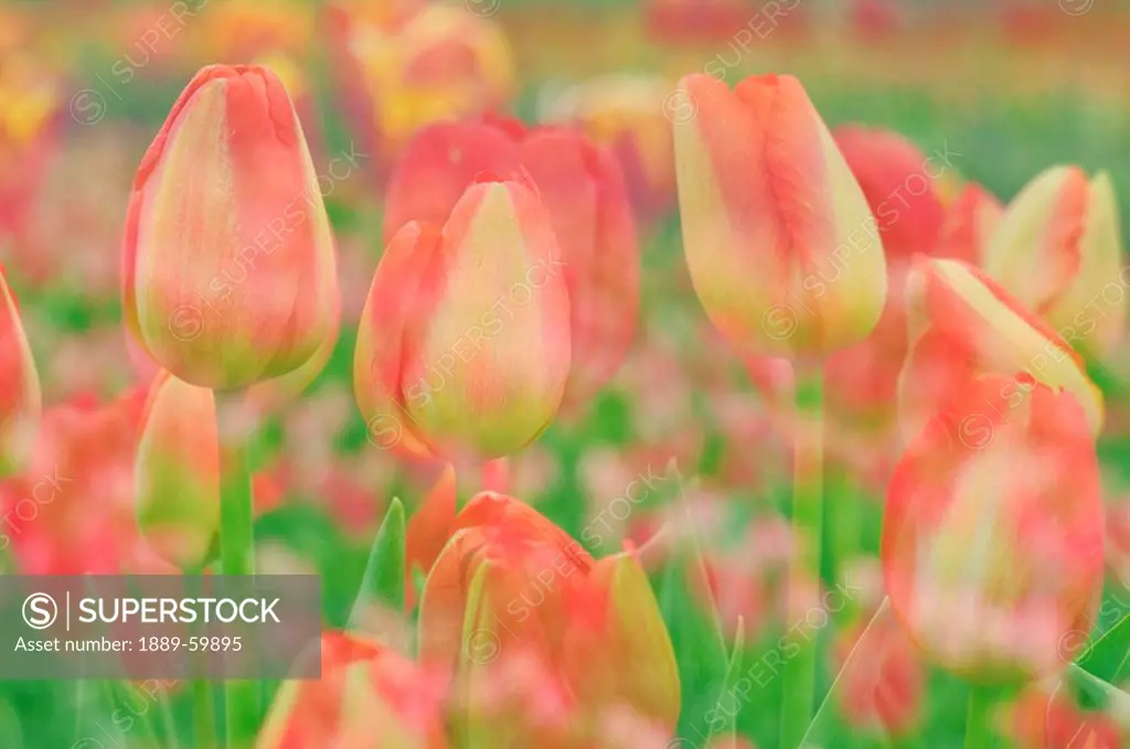 Woodburn, Oregon, United States Of America, Tulips At Wooden Shoe Tulip Farm