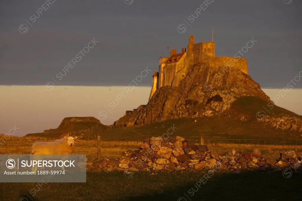 Lindisfarne, Northumberland, England, A Sheep Standing In A Field With A Castle On The Tidal Island Also Known As Holy Island
