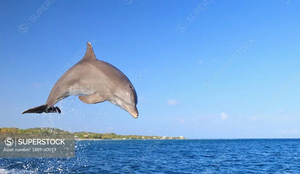 Roatan, Bay Islands, Honduras, Bottlenose Dolphin Tursiops Truncatus Jumping In The Caribbean Sea