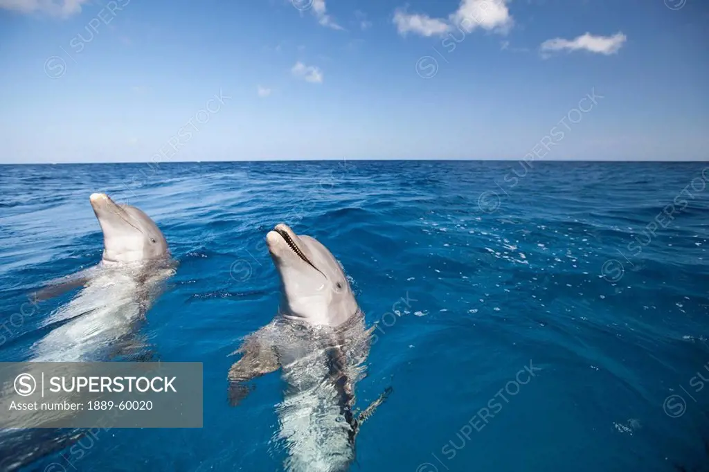 Roatan, Bay Islands, Honduras, Bottlenose Dolphins Tursiops Truncatus In The Caribbean Sea