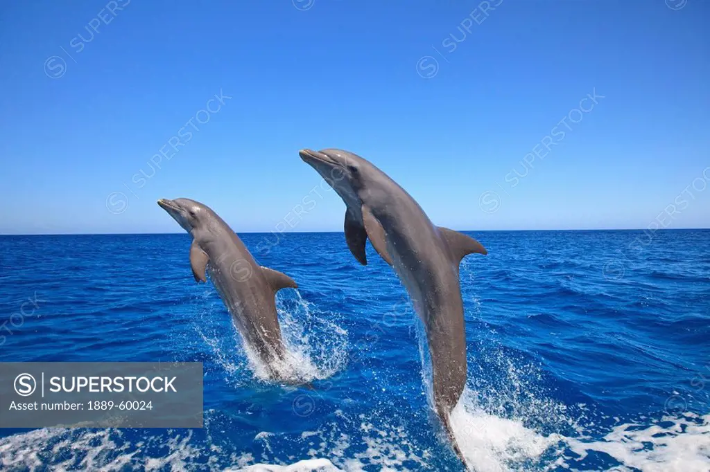 Roatan, Bay Islands, Honduras, Bottlenose Dolphins Tursiops Truncatus Jumping In The Caribbean Sea