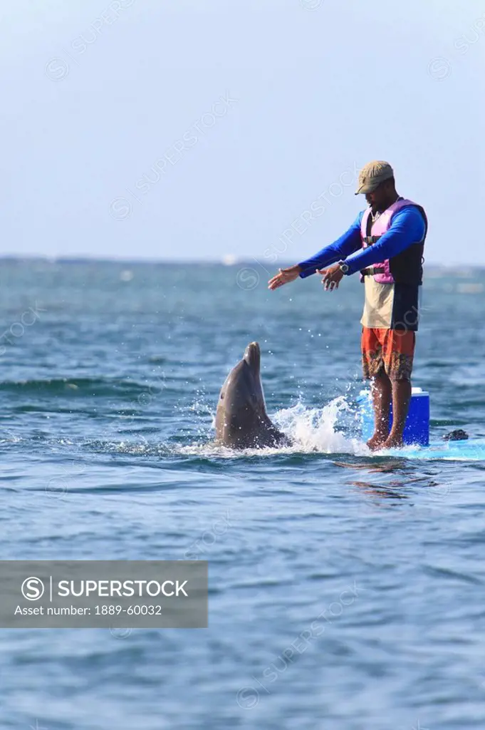 Roatan, Bay Islands, Honduras, Trainer And Bottlenose Dolphin Tursiops Truncatus At Anthony´s Key Resort