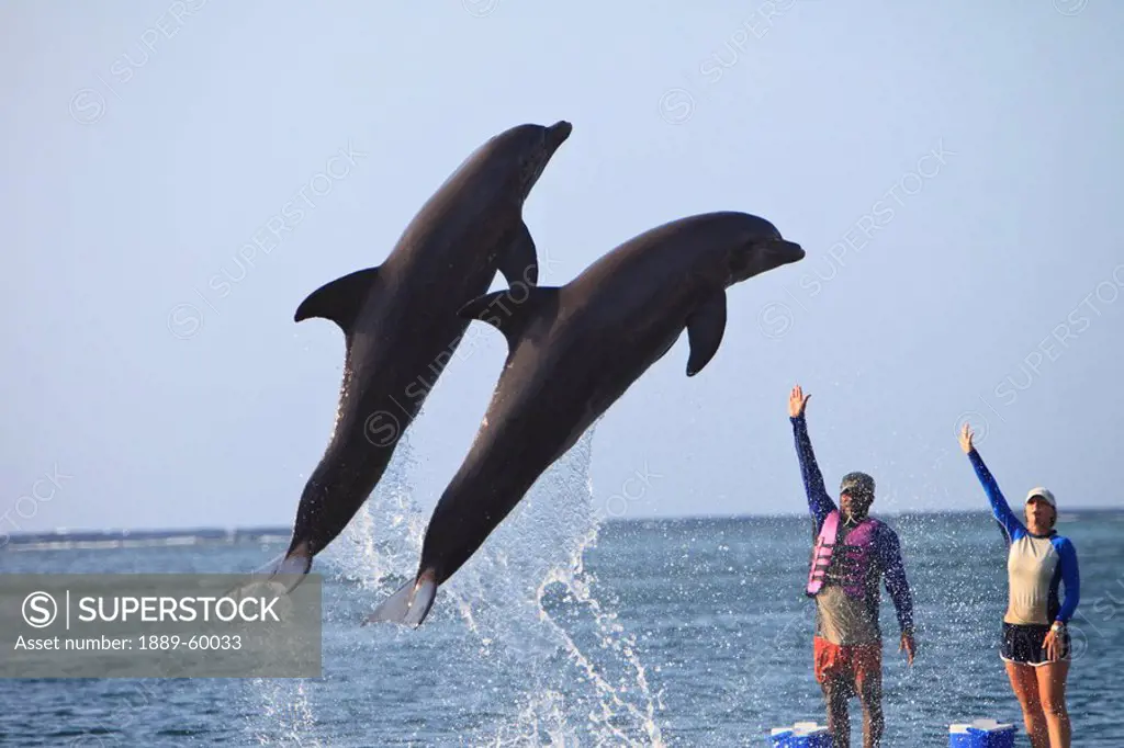 Roatan, Bay Islands, Honduras, Trainers And Bottlenose Dolphins Tursiops Truncatus At Anthony´s Key Resort