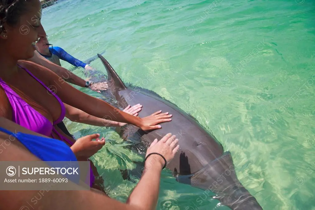 Roatan, Bay Islands, Honduras, Tourists Touching A Bottlenose Dolphin Tursiops Truncatus With A Trainer Present At Anthony´s Key Resort