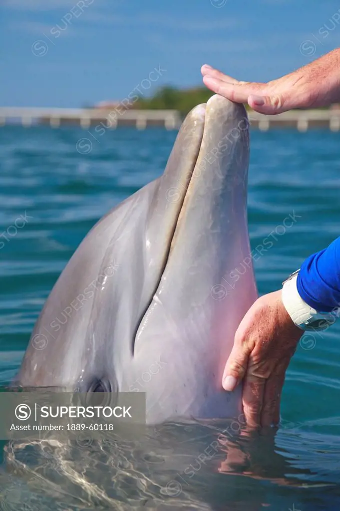 Roatan, Bay Islands, Honduras, Trainer With A Bottlenose Dolphin Tursiops Truncatus