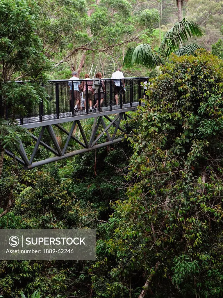 people walking on the rainforest skywalk in tamborine national park in the gold coast hinterland, queensland, australia