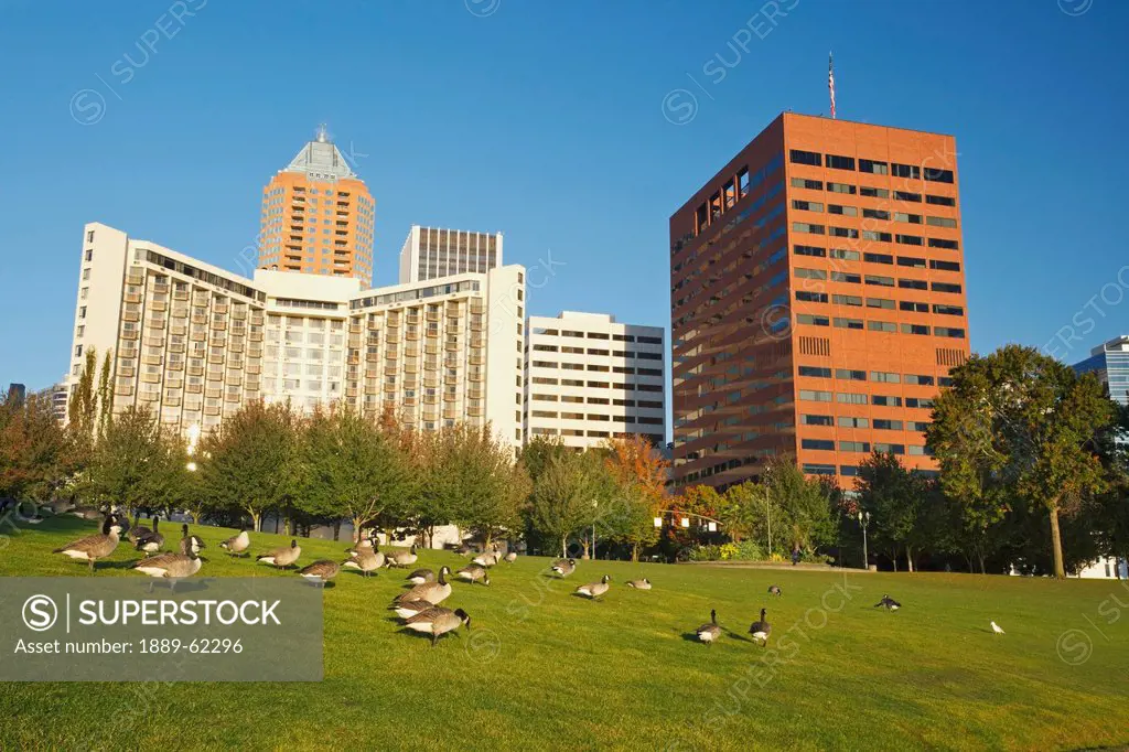 geese walking on the grass in front of buildings near the waterfront, portland, oregon, united states of america