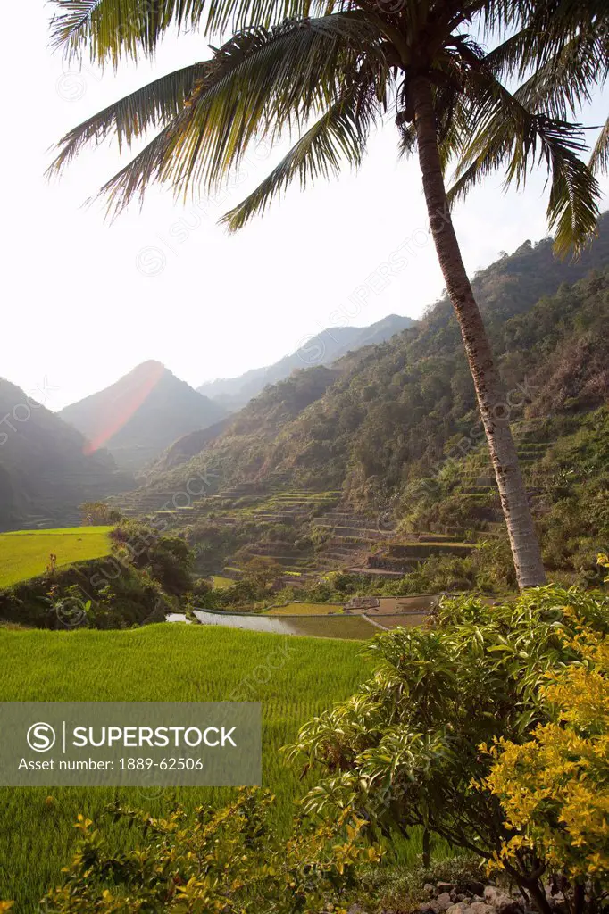 bangaan rice terraces, bangaan, luzon, philippines