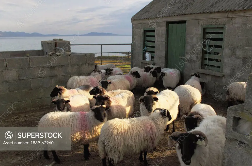 sheep pen on clare island in connacht region, clare island, county mayo, ireland
