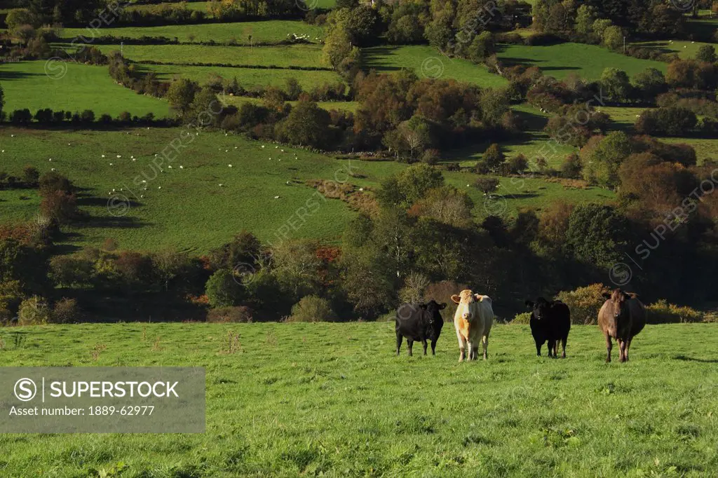 cows in a field in the nire valley in munster region, county tipperary, ireland