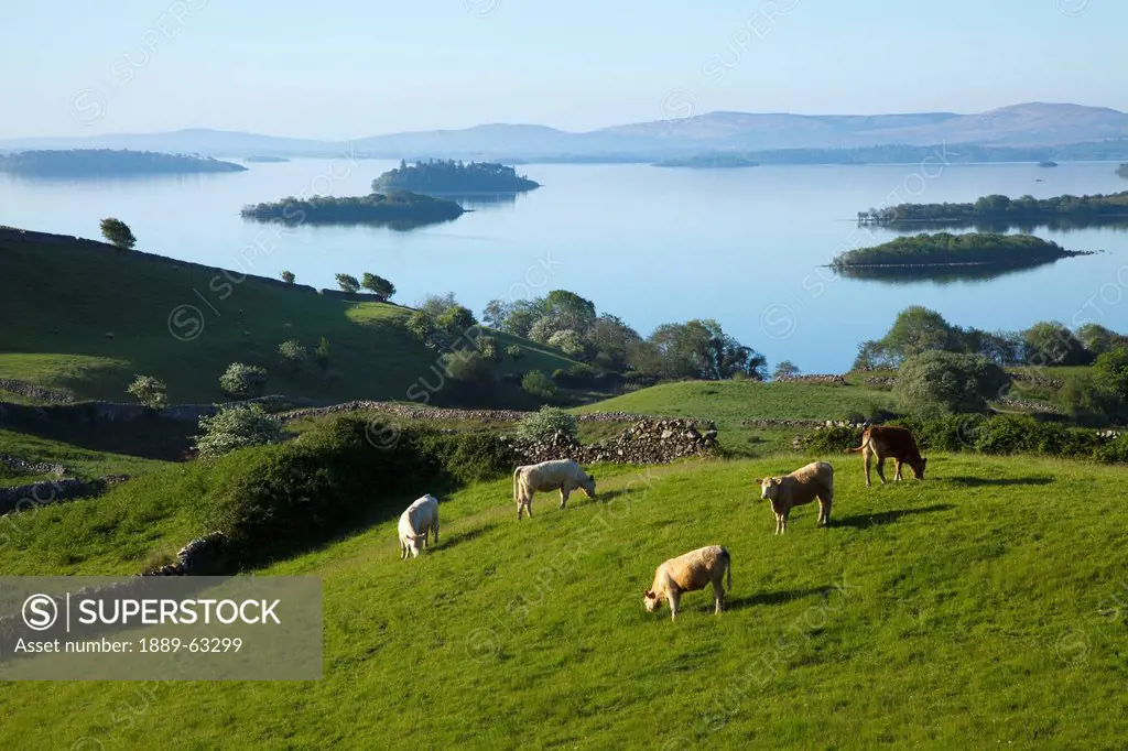 sheep grazing by lough corrib, cong, county mayo, ireland