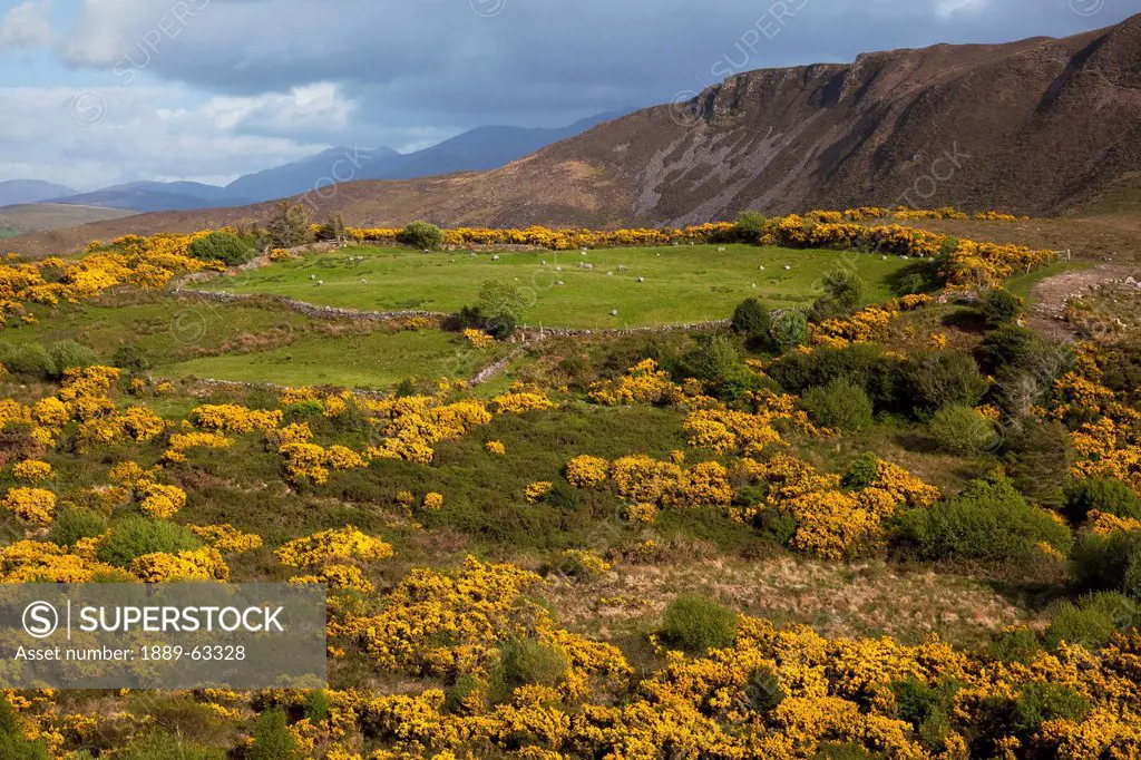 field in the ring of kerry, glenbeigh, county kerry, ireland