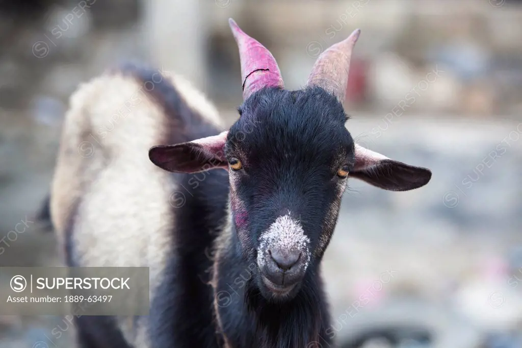a goat with pink coloring on it´s horn and face, port_au_prince, haiti