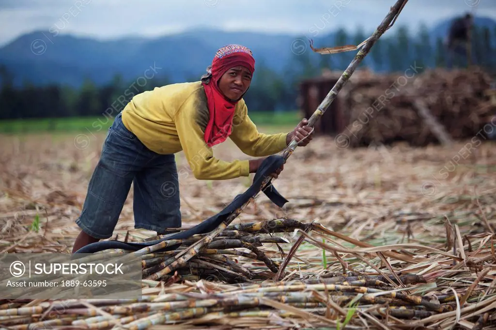 a young field worker harvests sugar cane in a field near bias city, negros oriental, philippines