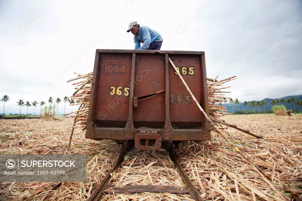 a field worker harvests sugar cane using train cars in a field near bias city, negros oriental, philippines