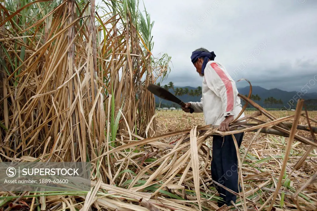 a field worker harvests sugar cane in a field near bias city, negros oriental, philippines