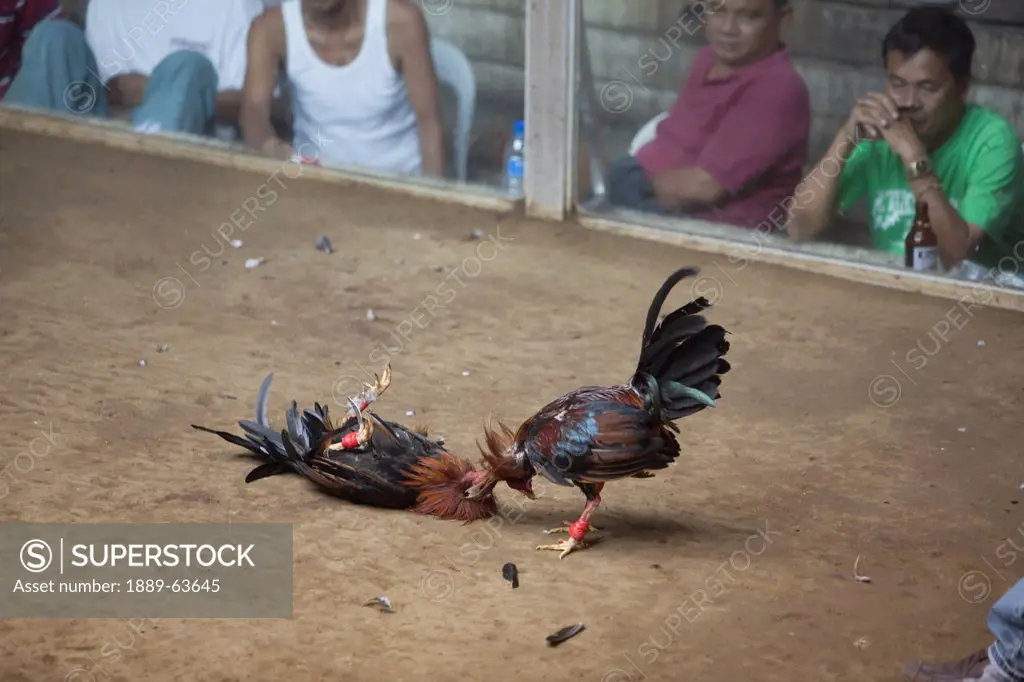spectators view a cock fight, dumaguete, negros island, philippines