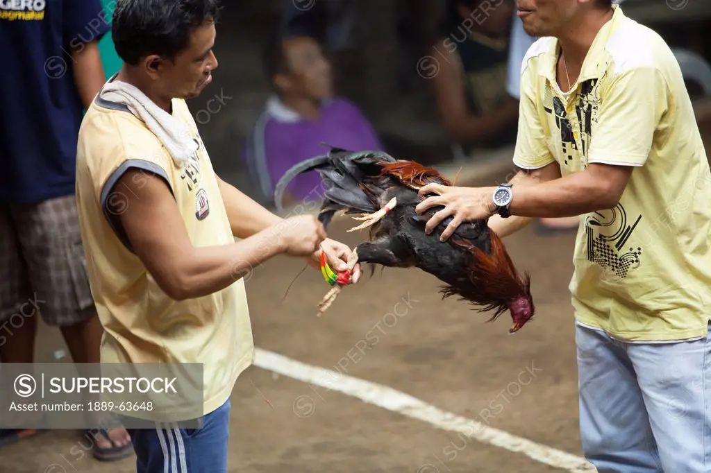 a man ties a blade to the leg of a rooster, which was bred for cock fighting, dumaguete, negros island, philippines