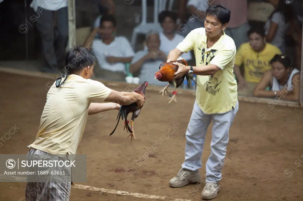 two men holding opponents before a cock fight, dumaguete, negros island, philippines