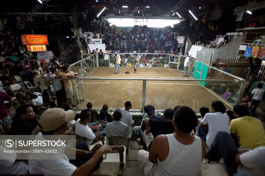 large group of spectators watching a cock fight, dumaguete, negros island, philippines