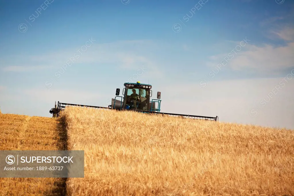 combine tractor in action, three hills, alberta, canada