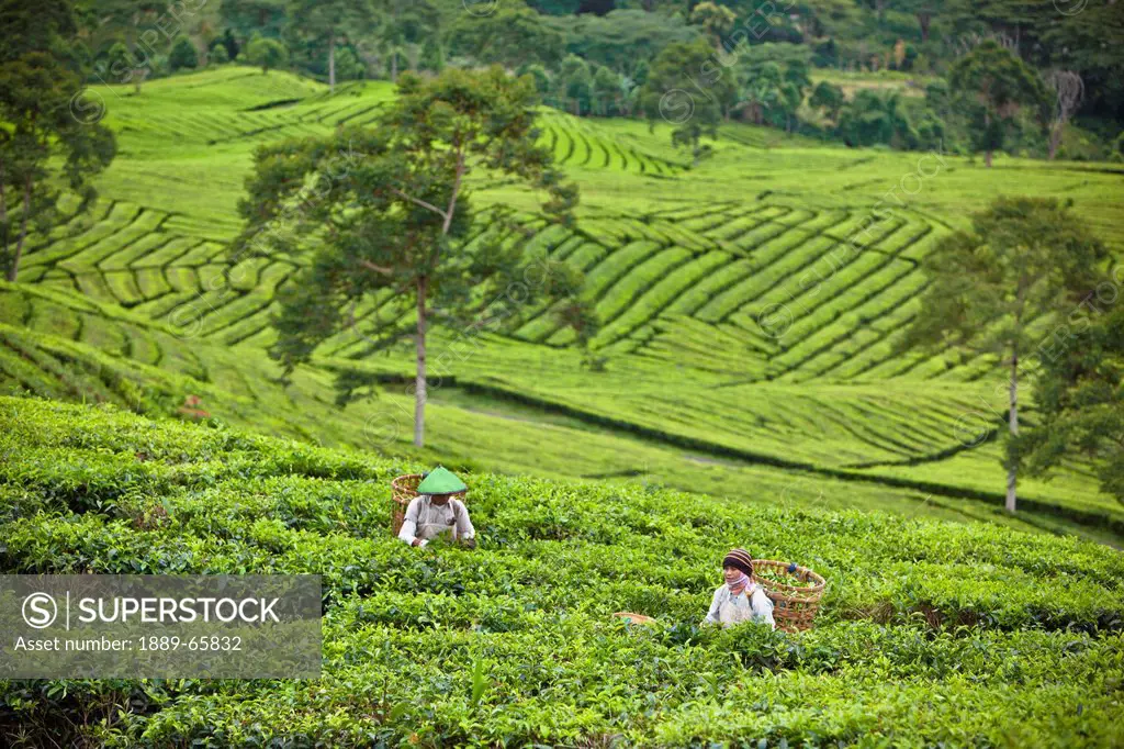 Workers In The Tea Plantation, Tanjung Sakti Sumatera Selatan Indonesia
