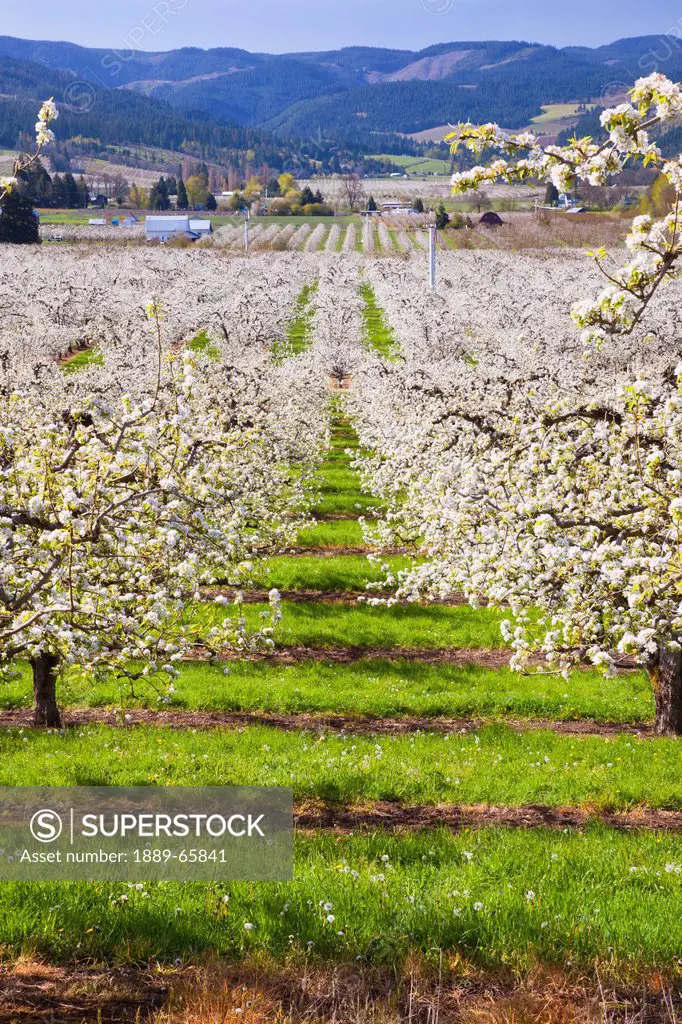 apple blossom trees in the hood river valley in columbia river gorge, oregon united states of america