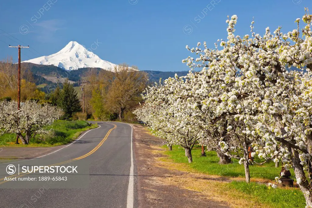 apple blossom trees along a road in the hood river valley in columbia river gorge, oregon united states of america