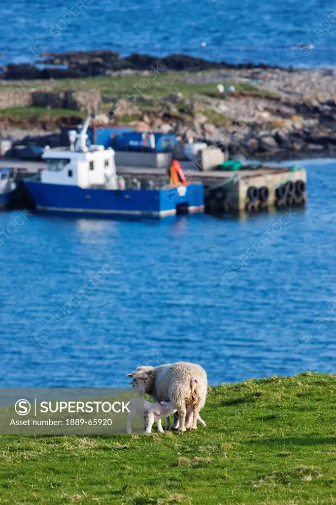 a sheep and lamb on the grass along the coast, shetland scotland