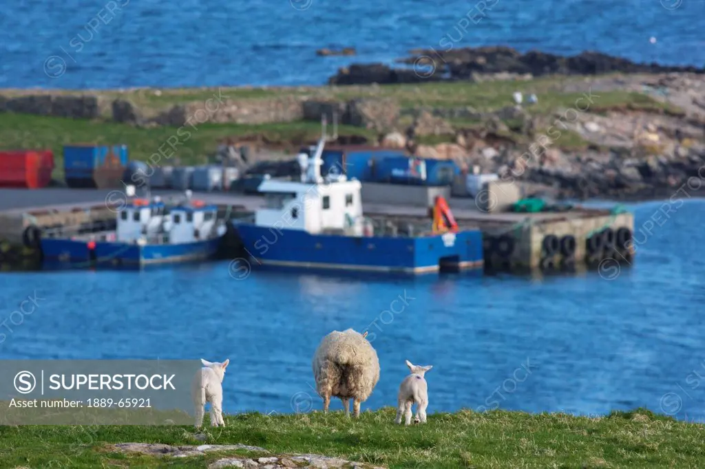 a sheep and two lambs standing side by side on the coast, shetland scotland