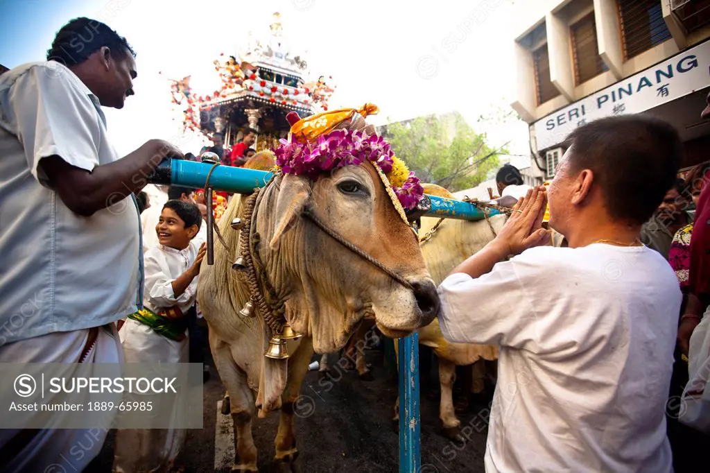 A Hindu Man Worshipping A Chariot Pulled By A Cow On The Street As Part Of The Thaipusam Festival, George Town Penang Malaysia