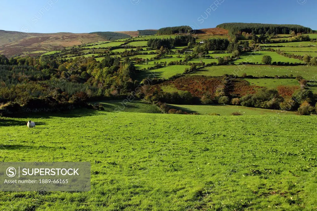 lone sheep in nire valley landscape, clonmel, county tipperary, ireland