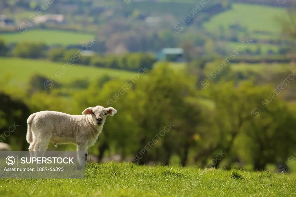 a lone sheep on the grass, county dublin ireland