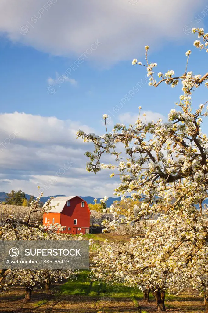 apple blossom trees and a red barn in hood river valley columbia river gorge, oregon united states of america