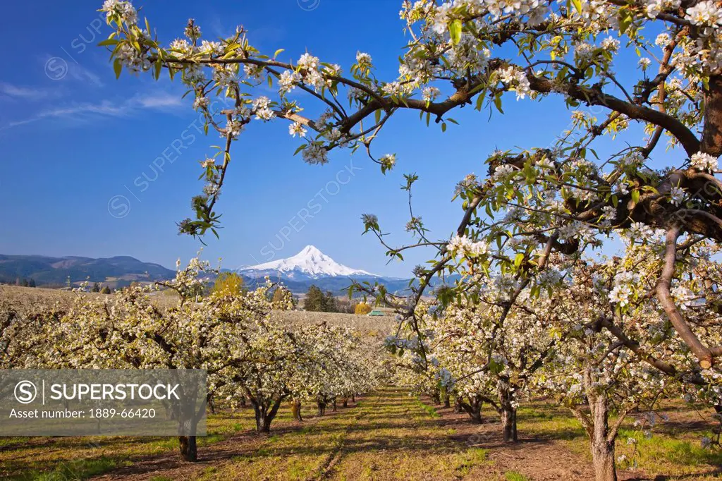 apple blossom trees in hood river valley columbia river gorge with mount hood in the background, oregon united states of america